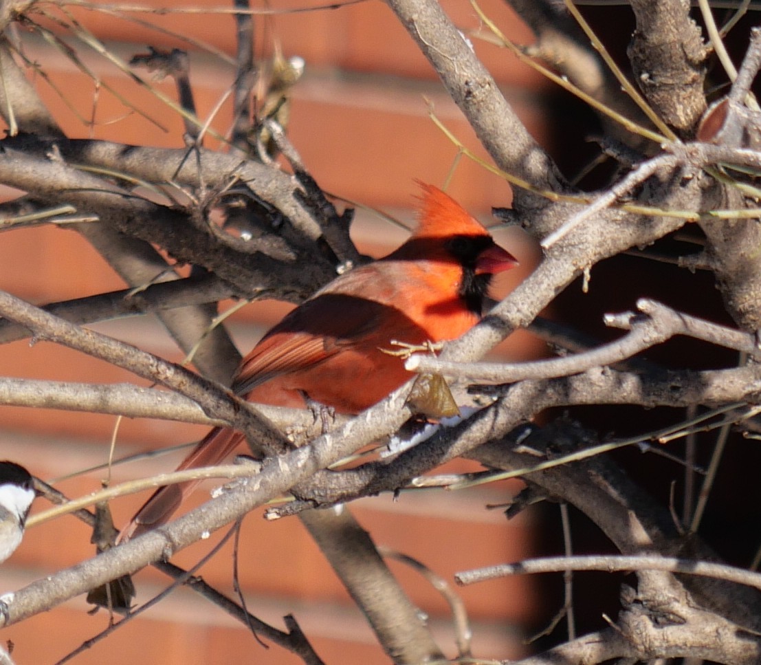 Northern Cardinal - ML646804393