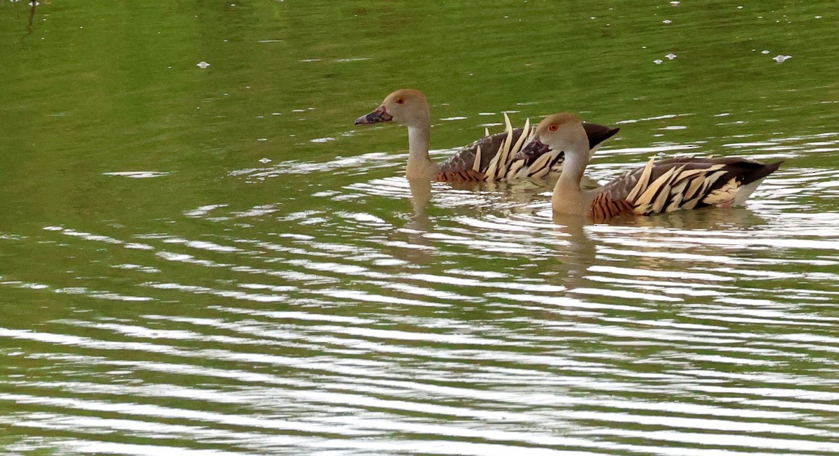 Plumed Whistling-Duck - ML646804397