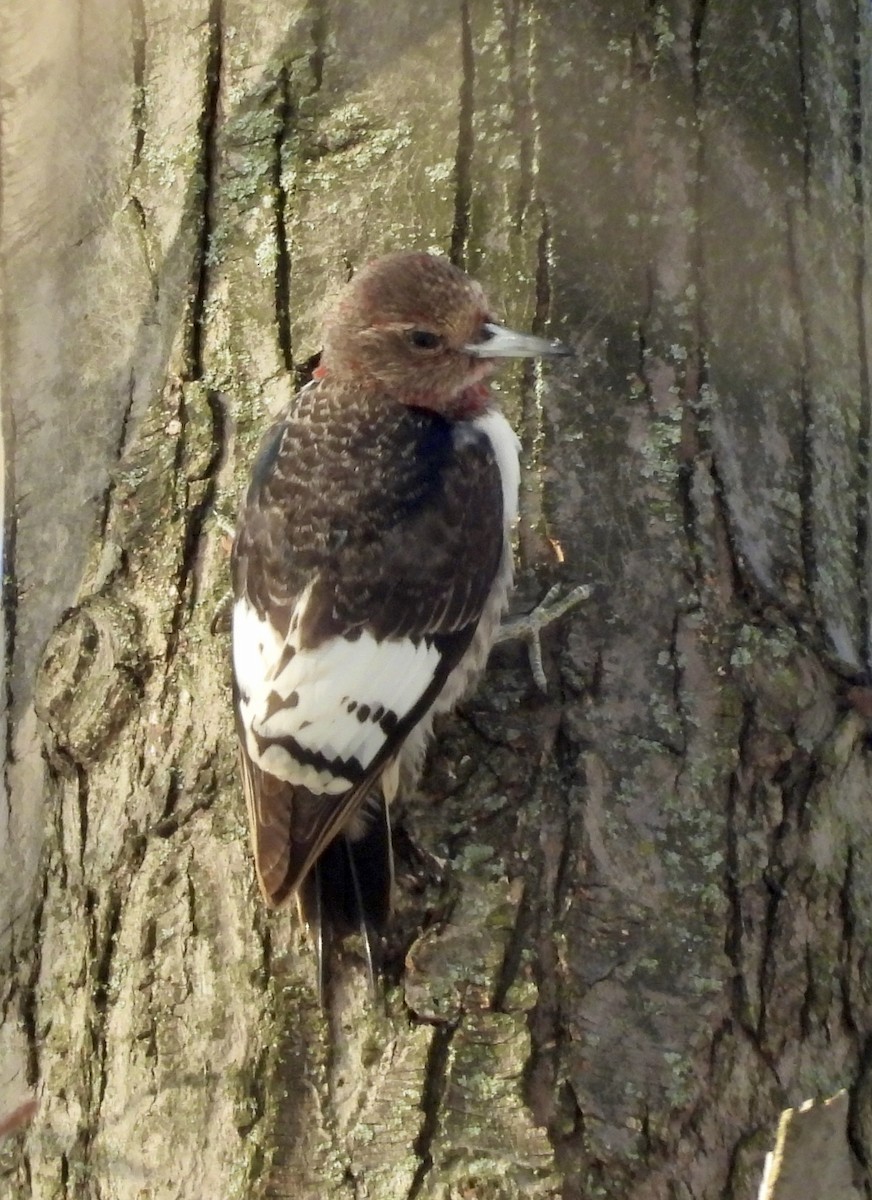 Pic à tête rouge - ML646804398