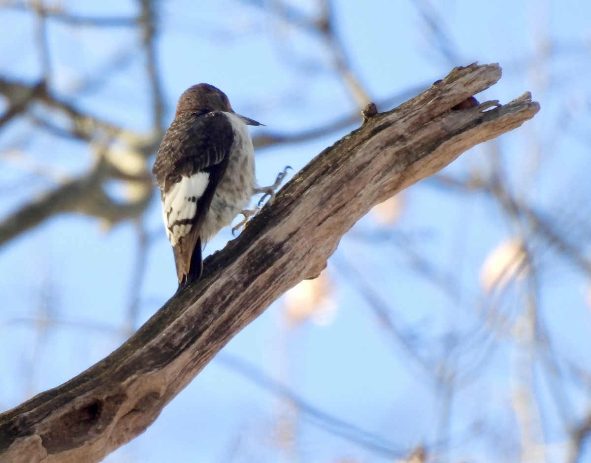 Pic à tête rouge - ML646804399