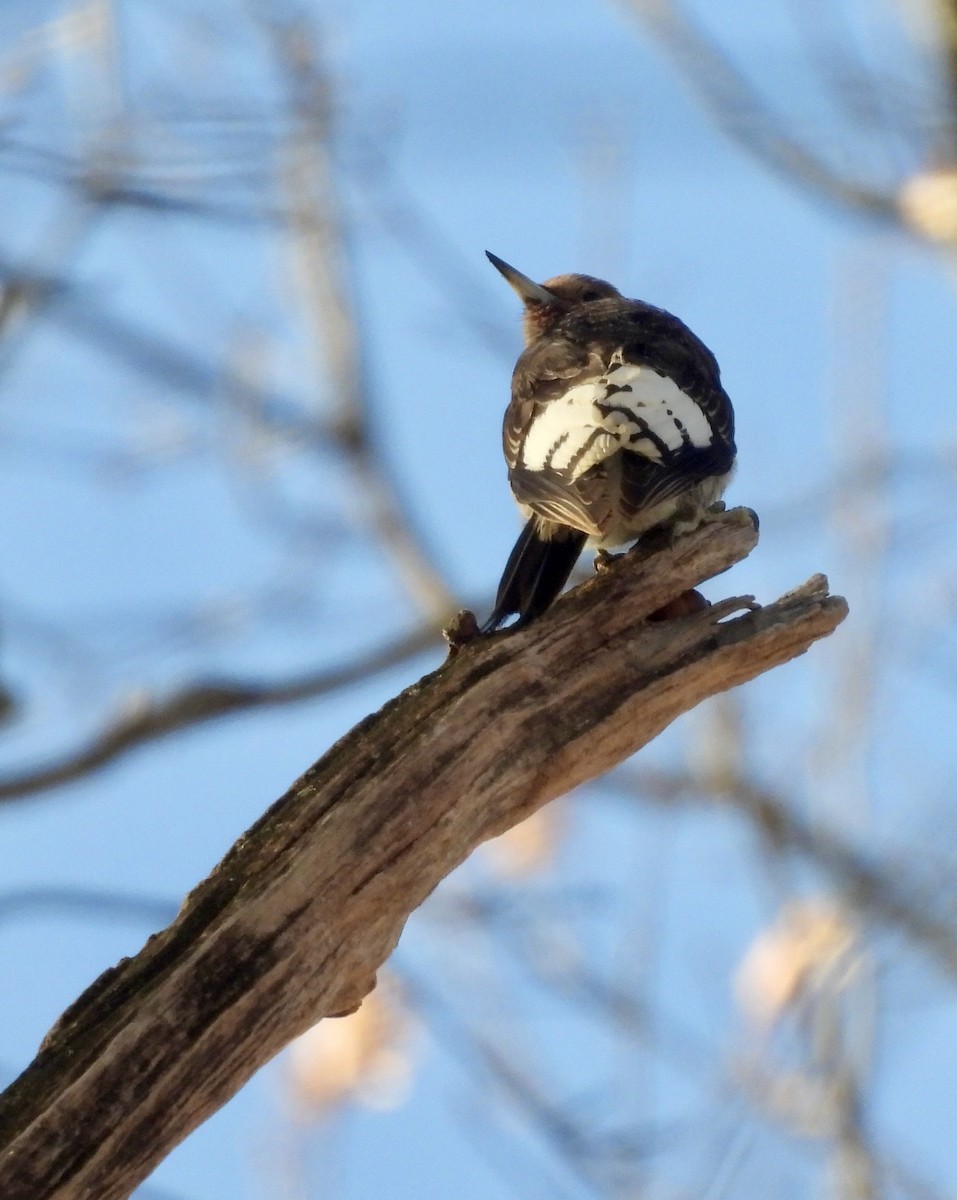 Pic à tête rouge - ML646804400