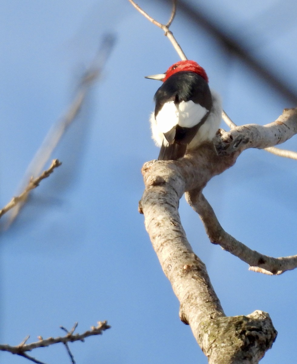 Pic à tête rouge - ML646804401