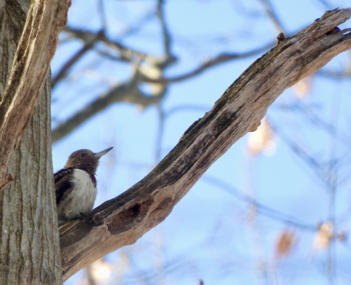 Pic à tête rouge - ML646804402