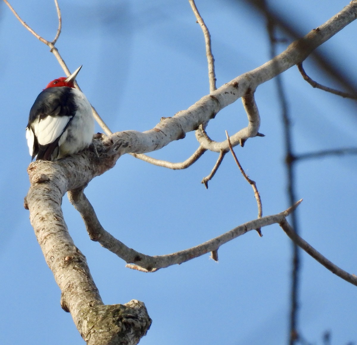 Pic à tête rouge - ML646804403