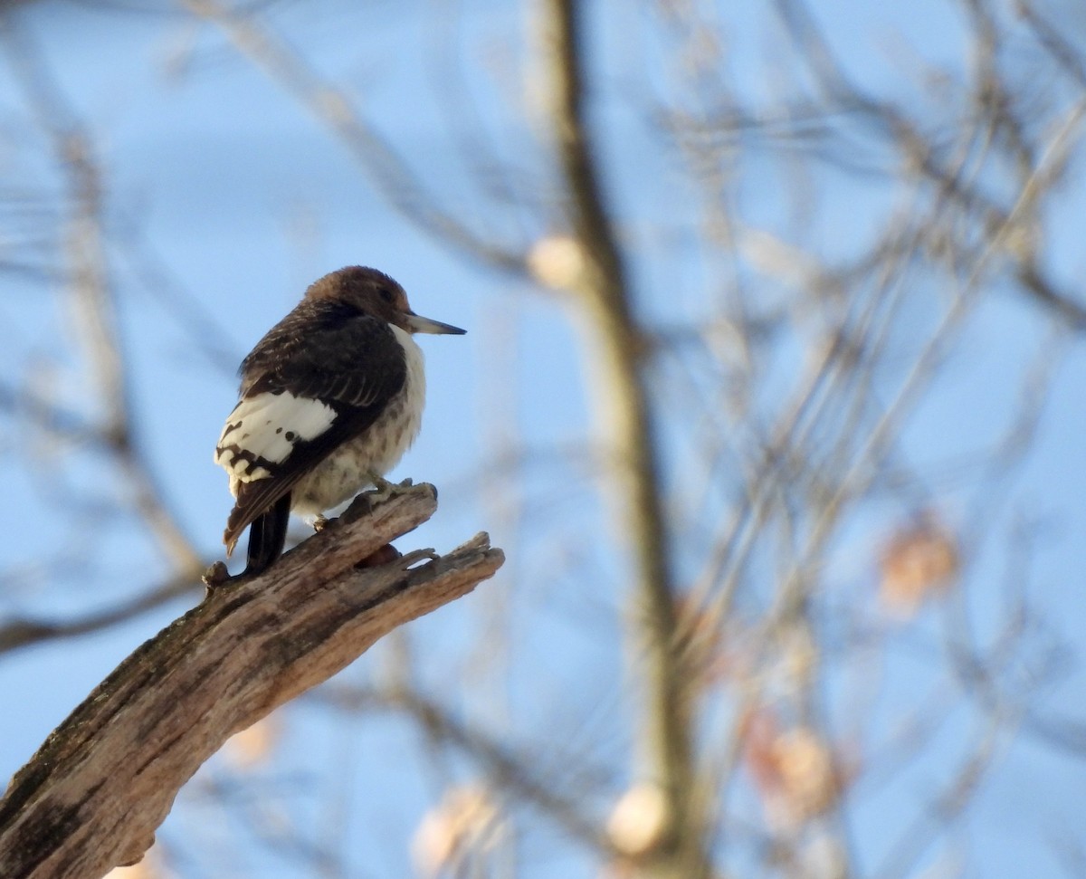 Pic à tête rouge - ML646804404