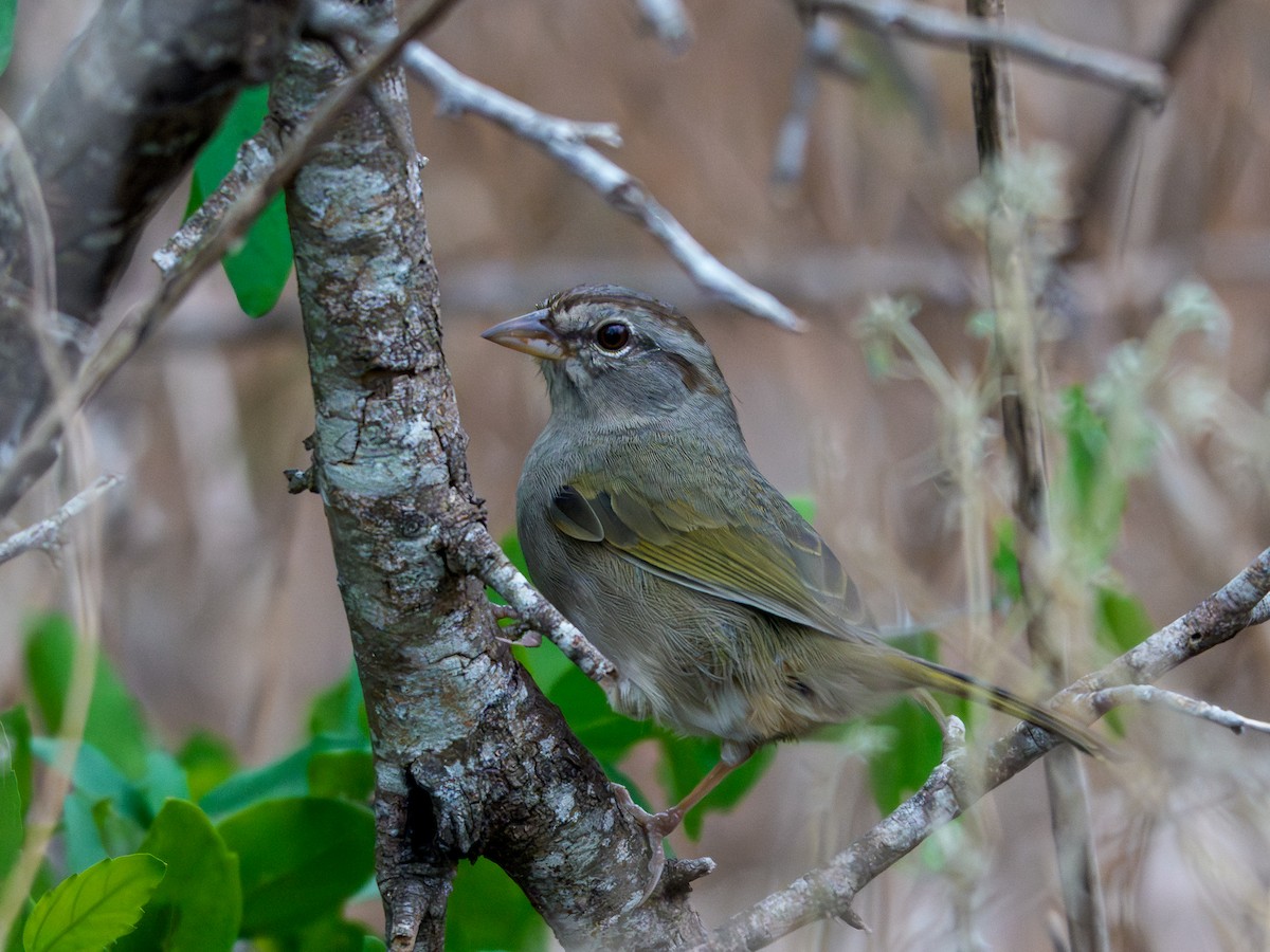 Зеленоватый тохи - ML646804405