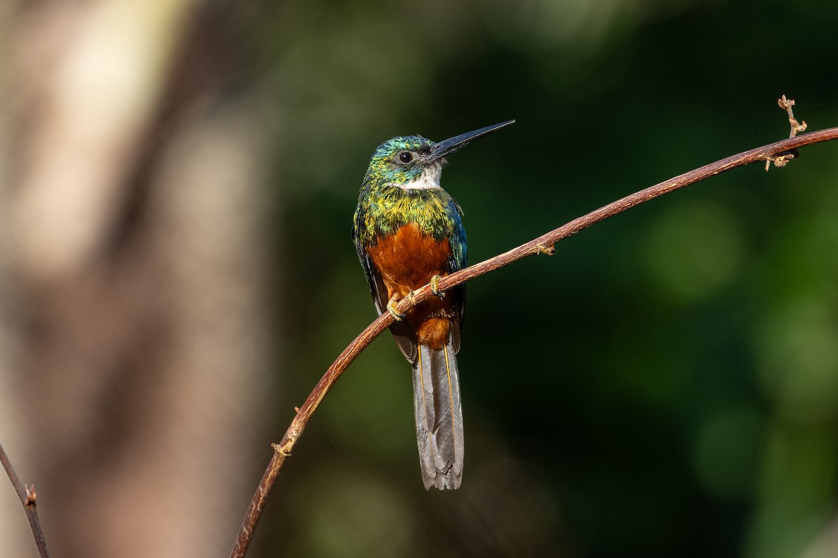 Green-tailed Jacamar - ML646804407