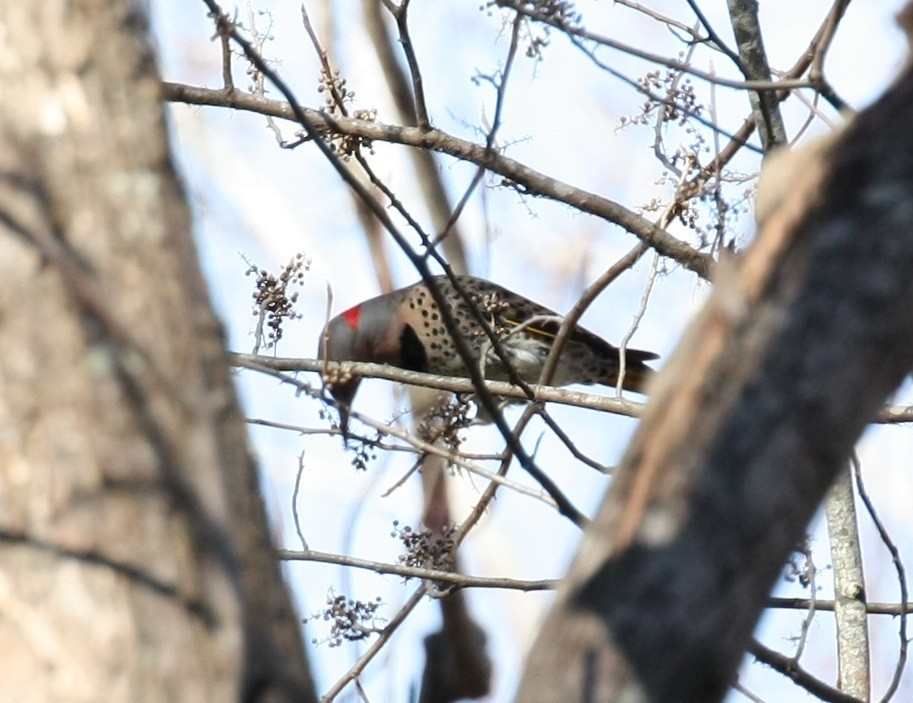 Northern Flicker - ML646804409