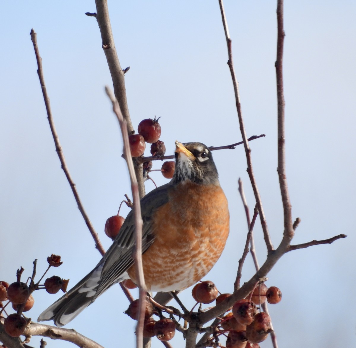 Merle d'Amérique - ML646804410
