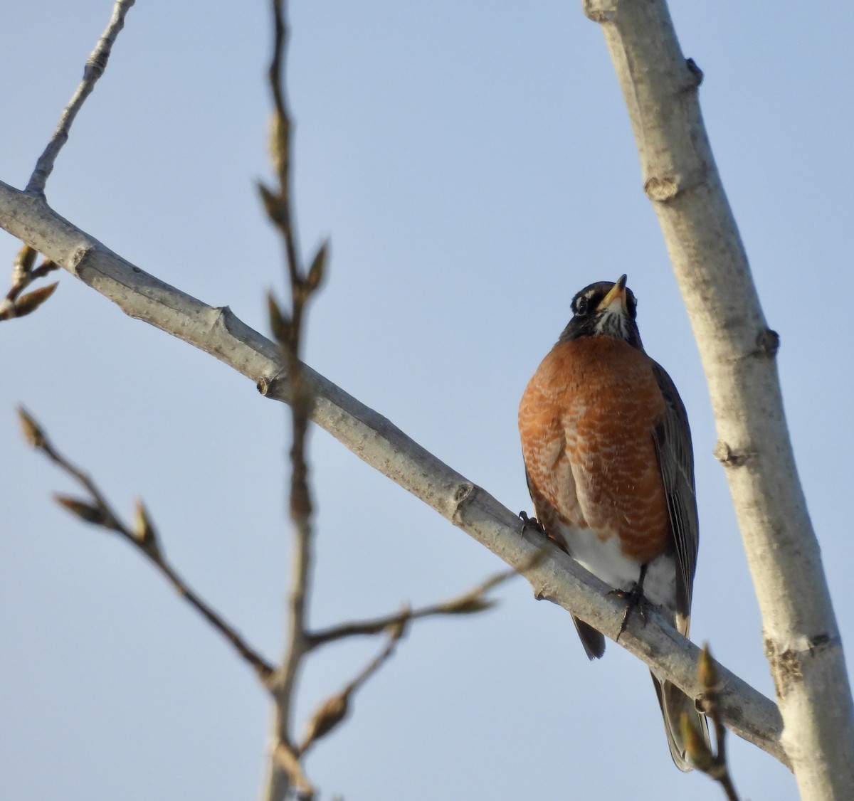 Merle d'Amérique - ML646804411