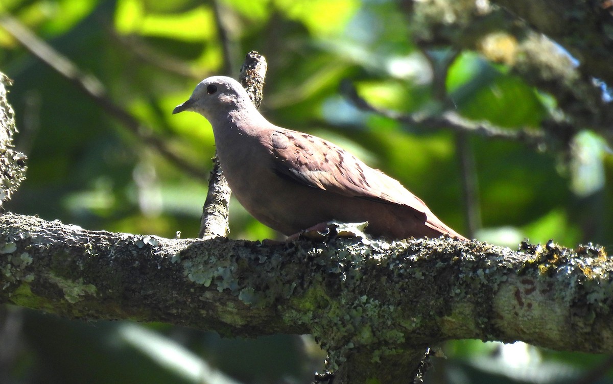 Ruddy Ground Dove - ML646804413