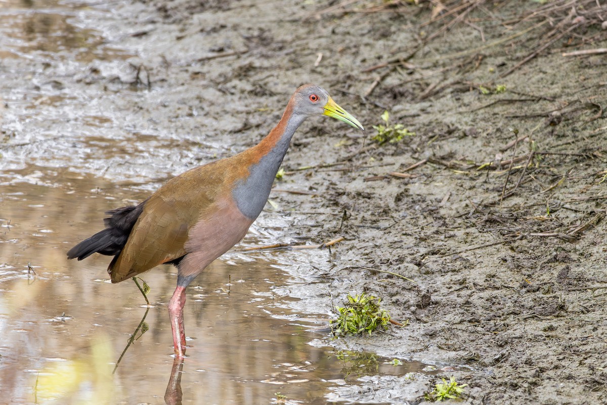 Гигантский саракура - ML646804421