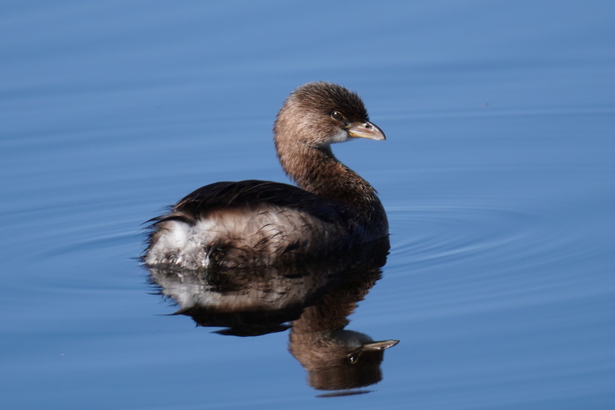 Pied-billed Grebe - ML646804423