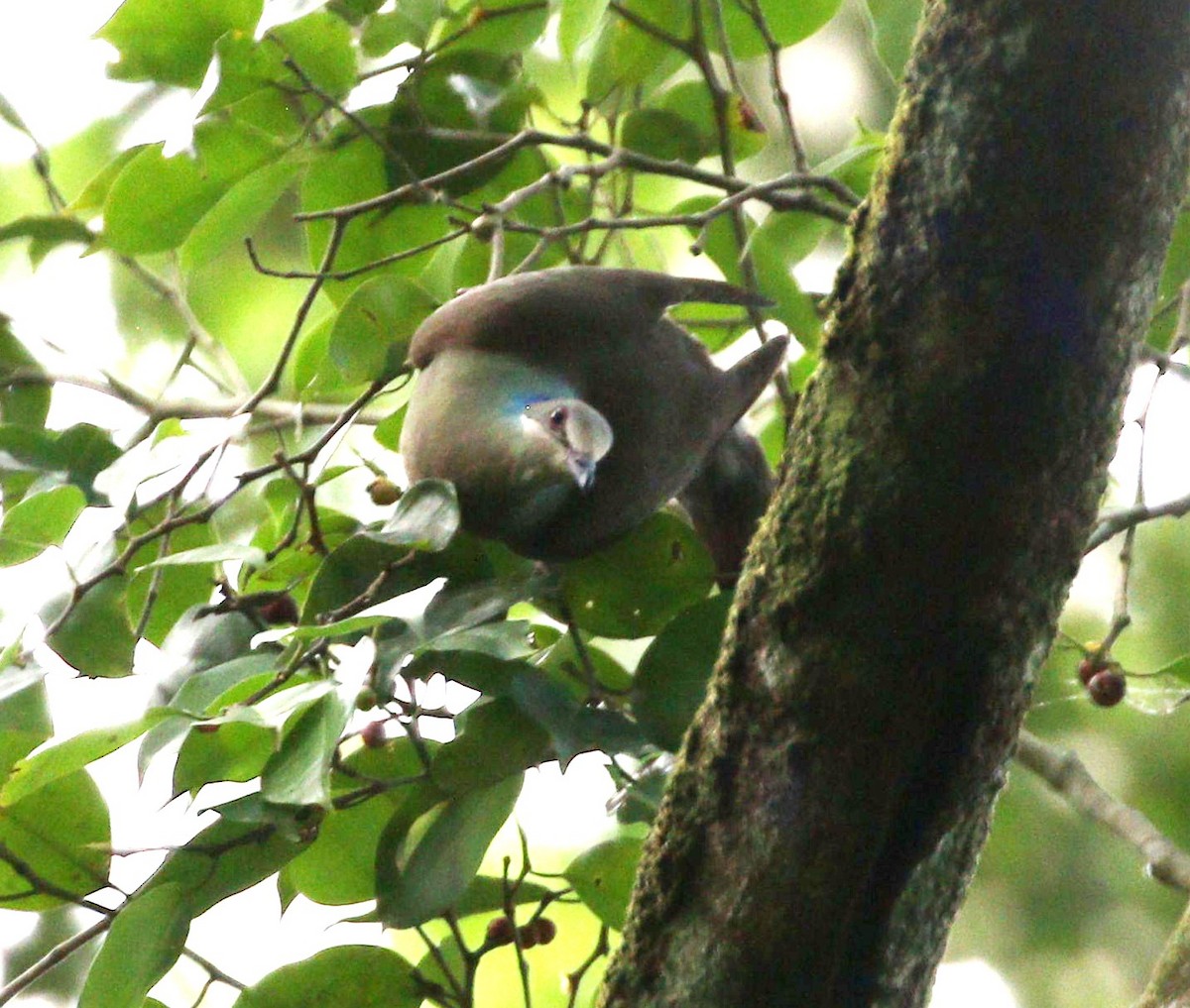 White-eared Brown-Dove - ML646804424