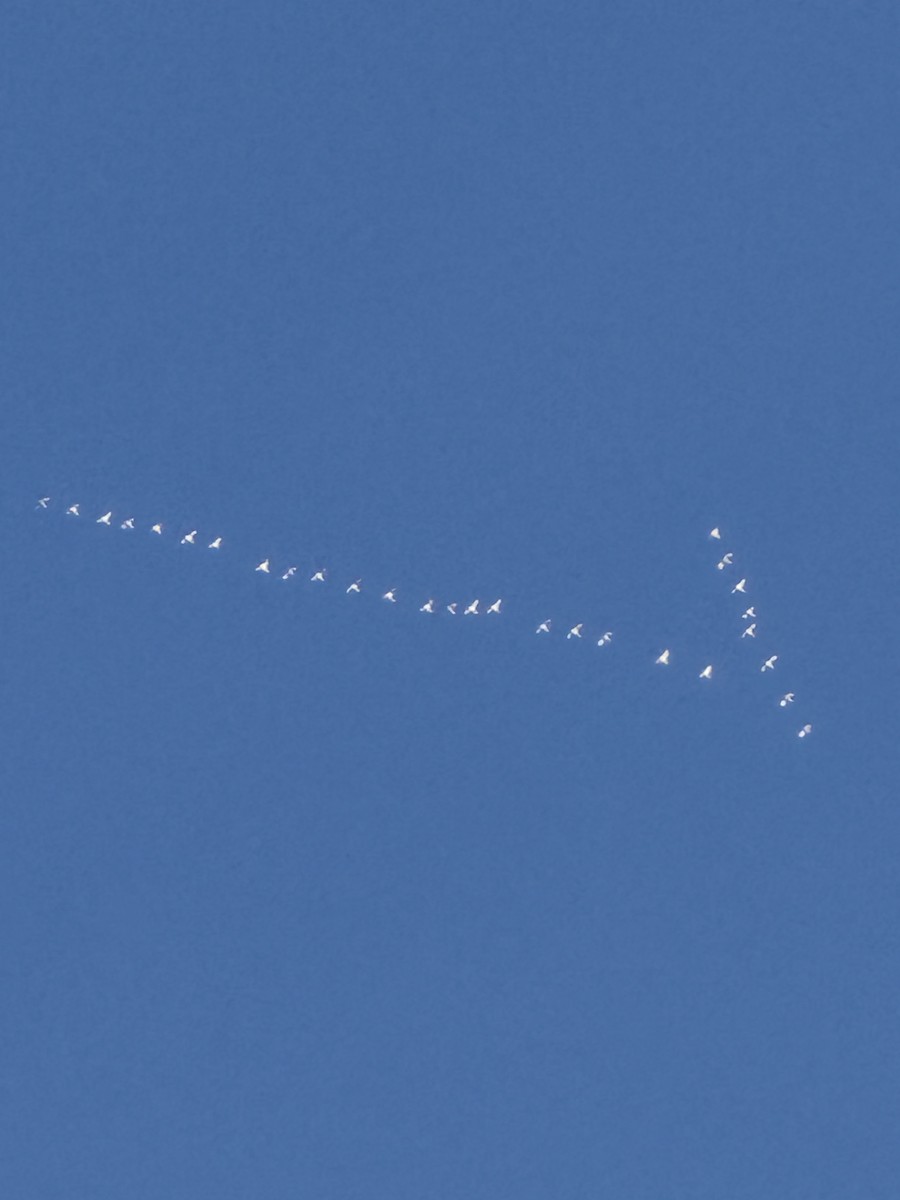 labuť malá - ML646804426