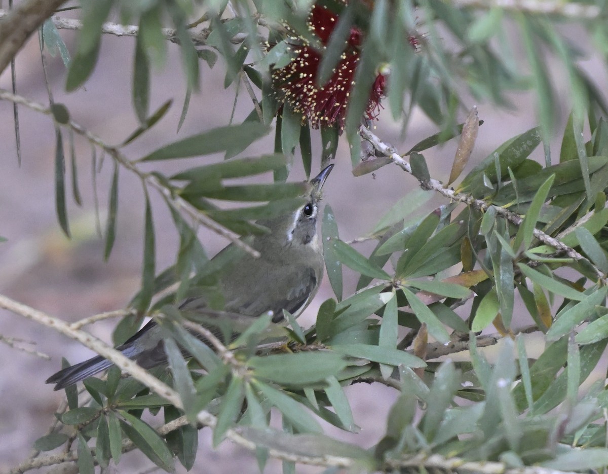 Black-throated Blue Warbler - ML646804429