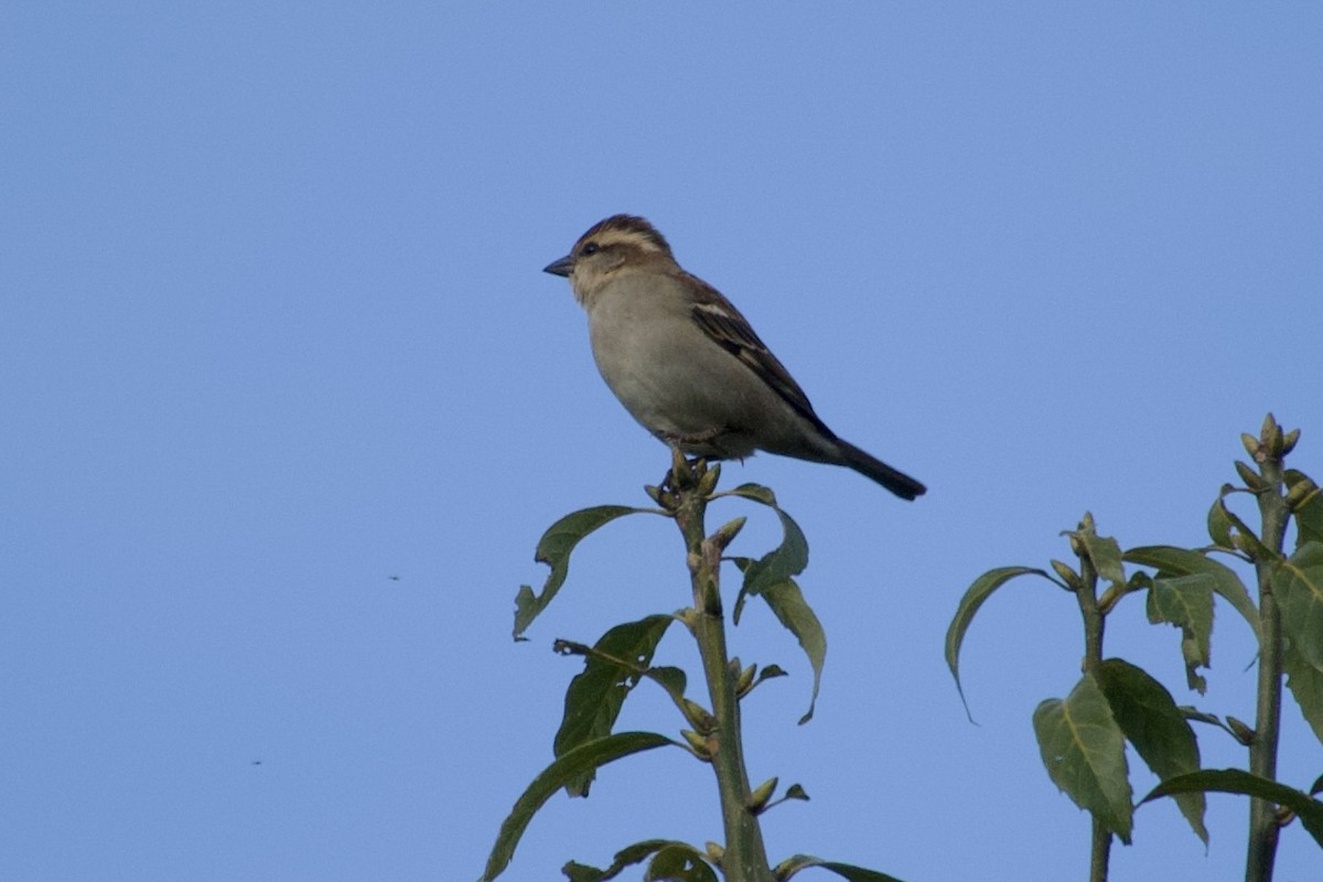 kanelspurv - ML646804430