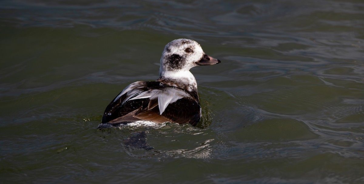 Telkuyruk - ML646804431