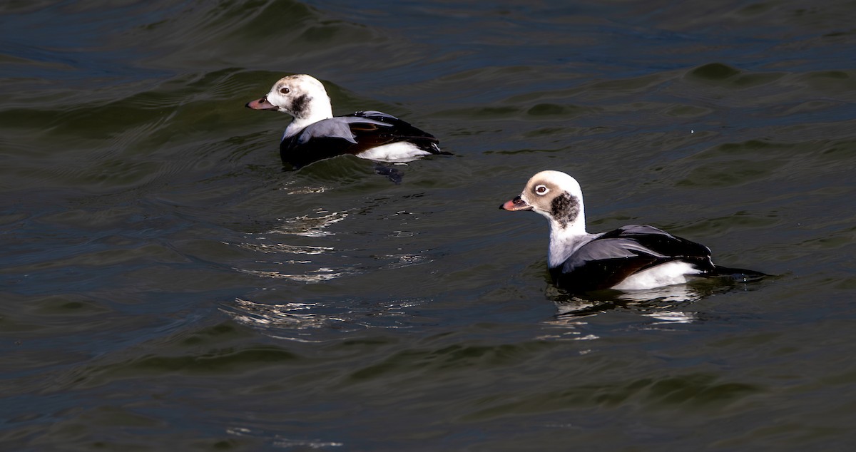 Telkuyruk - ML646804432