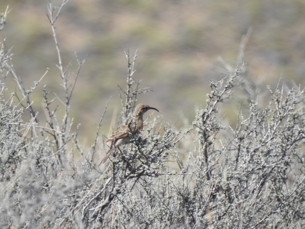 Scale-throated Earthcreeper - ML646804433