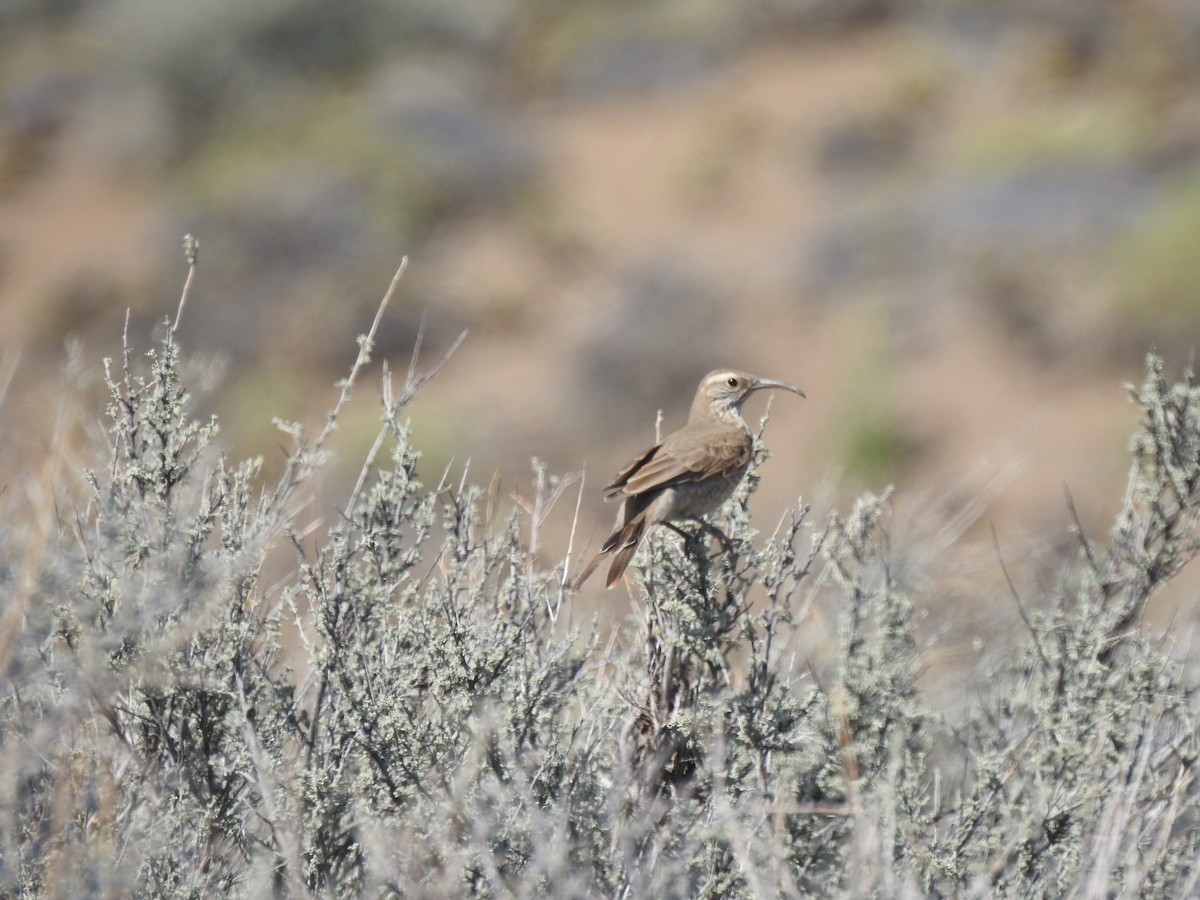 Scale-throated Earthcreeper - ML646804434