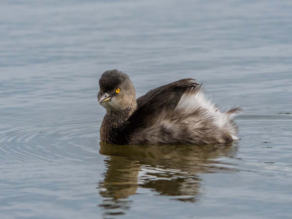 Южноамериканская поганка - ML646804435