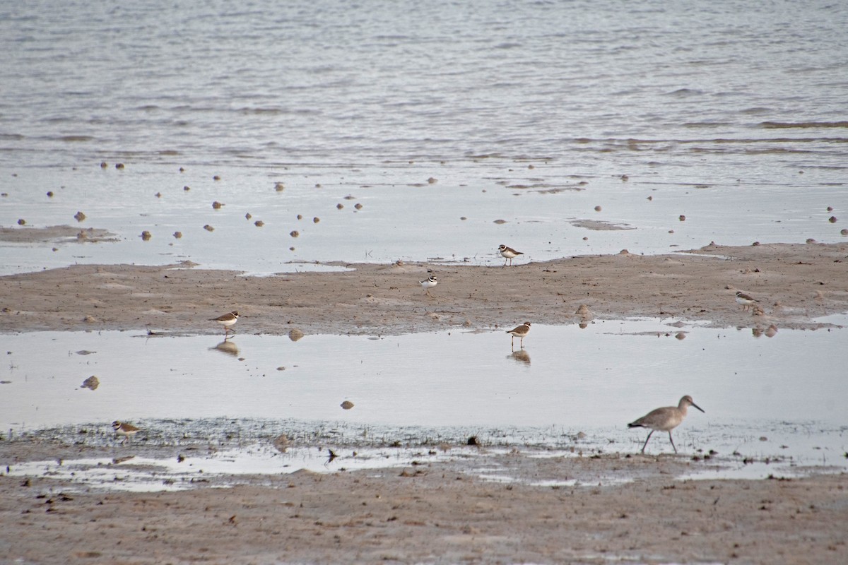 Semipalmated Plover - ML646804437