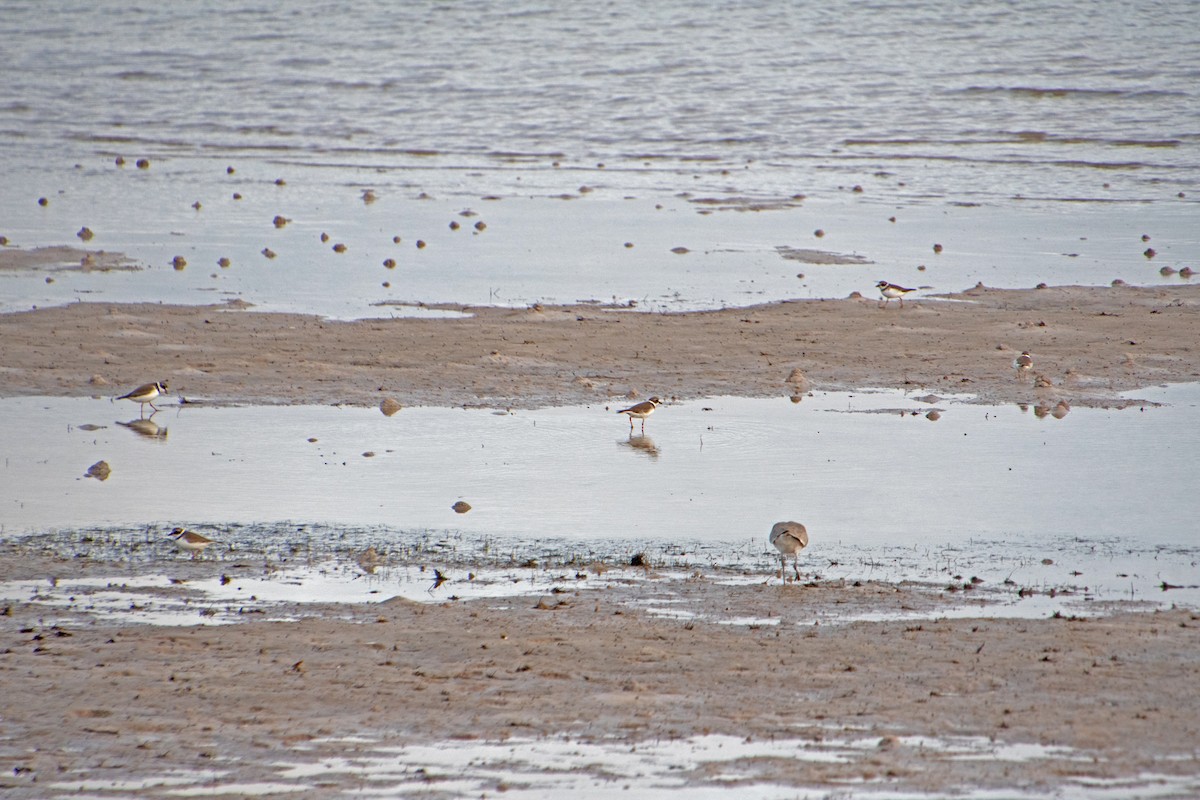Semipalmated Plover - ML646804438