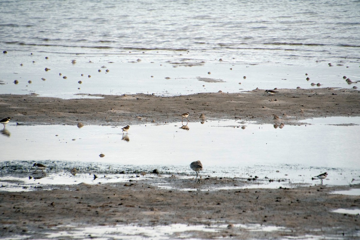 Semipalmated Plover - ML646804439