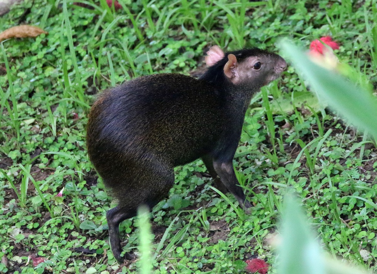 Agutis - ML646804440