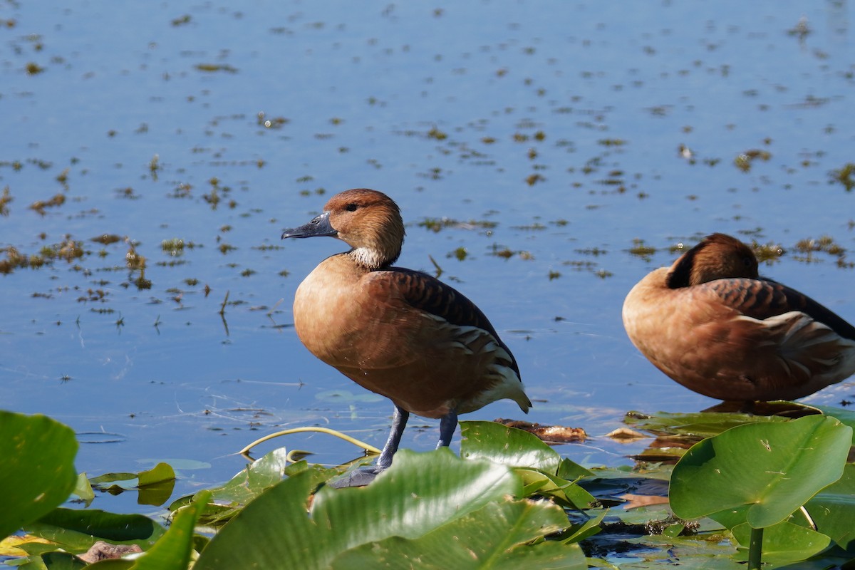 Fulvous Whistling-Duck - ML646804441