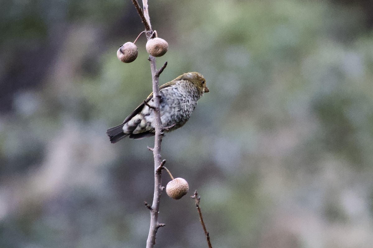 Camachuelo Escarlata - ML646804444