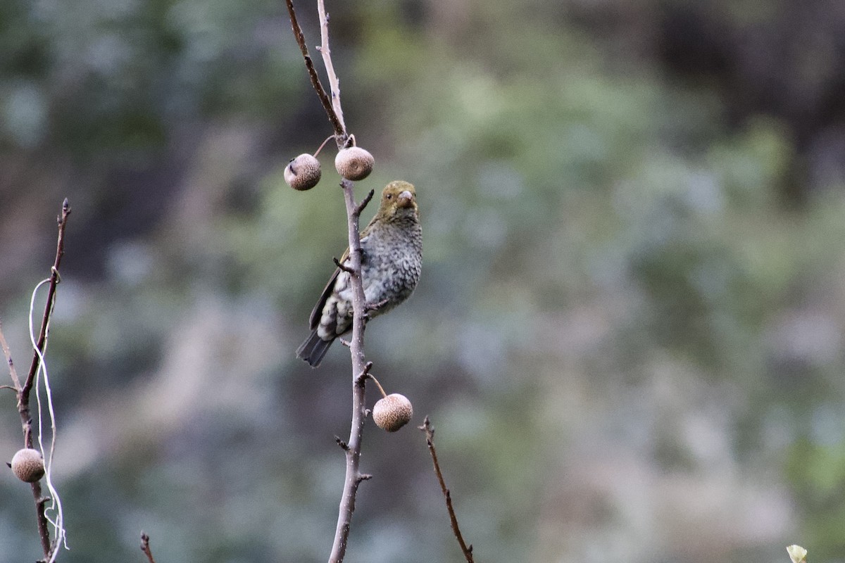 Camachuelo Escarlata - ML646804445