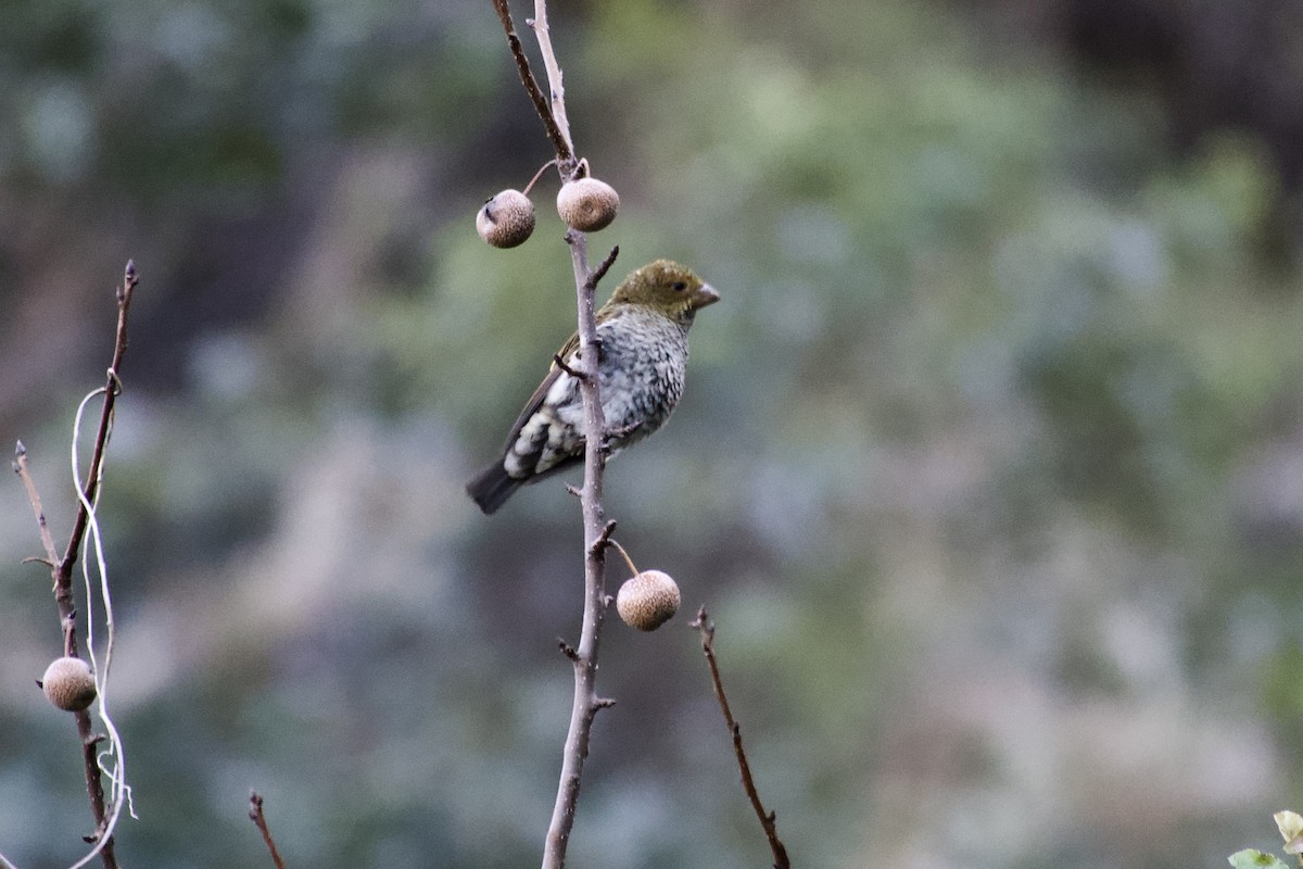 Camachuelo Escarlata - ML646804446