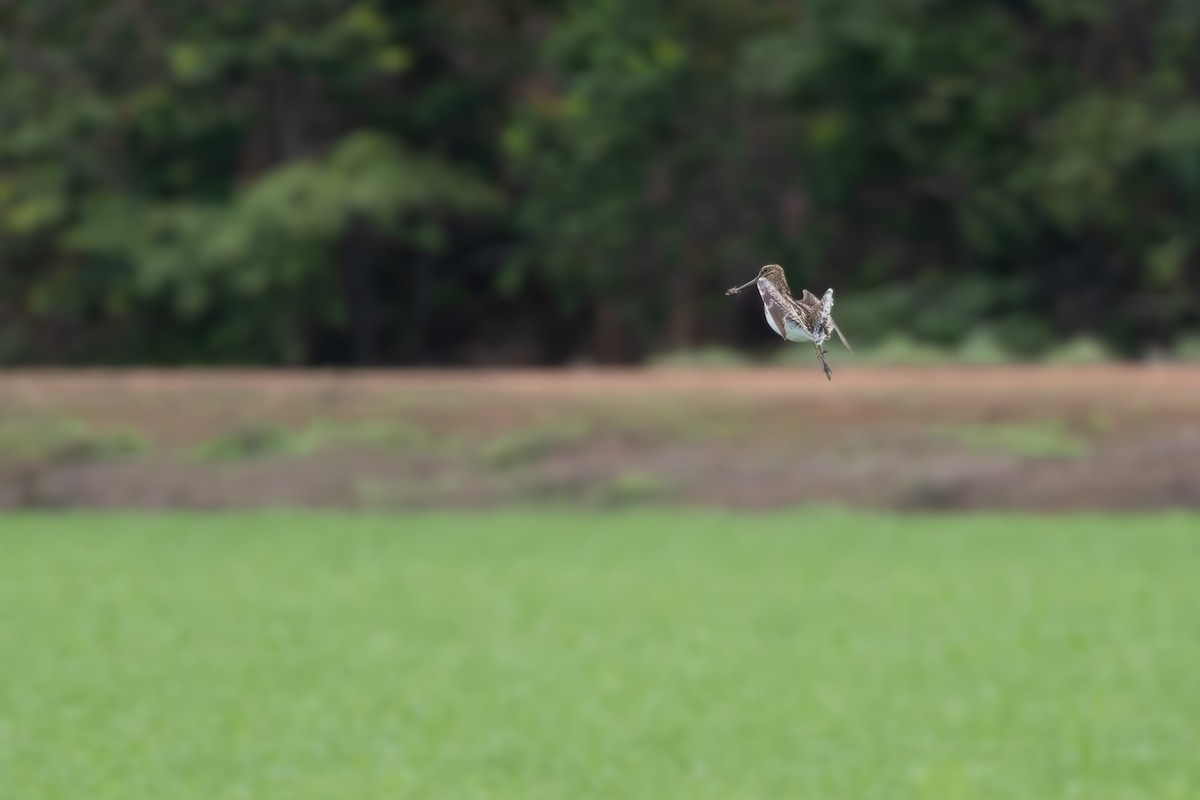 Pantanal Snipe - ML646804447
