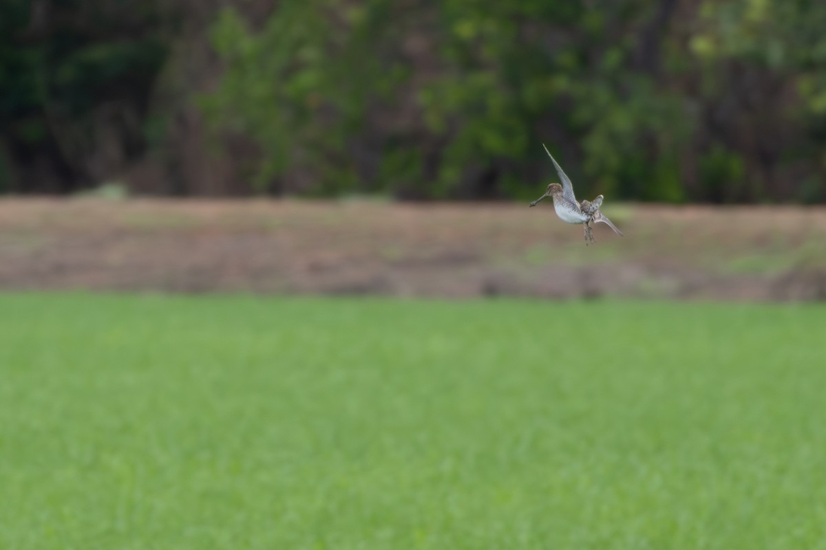 Pantanal Snipe - ML646804448