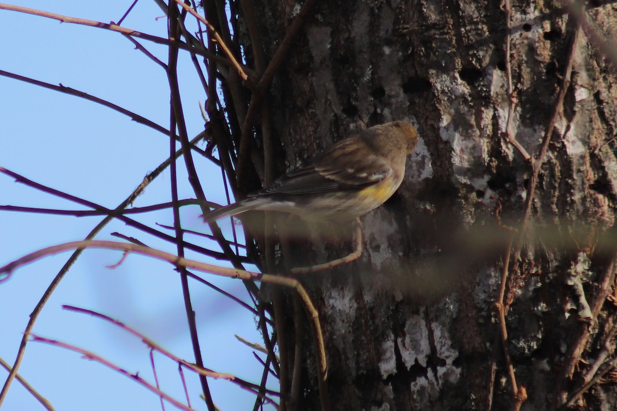 Yellow-rumped Warbler - ML646804449