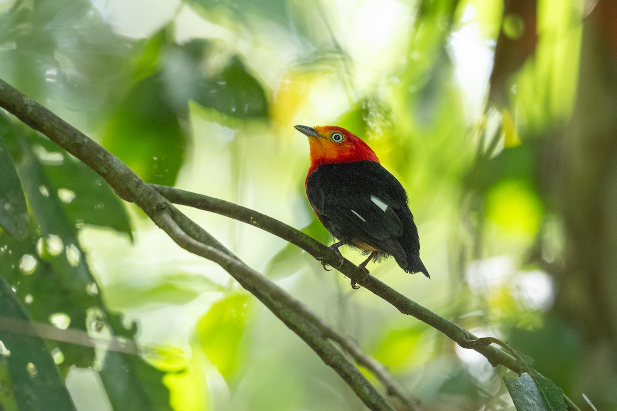 Crimson-hooded Manakin - ML646804451