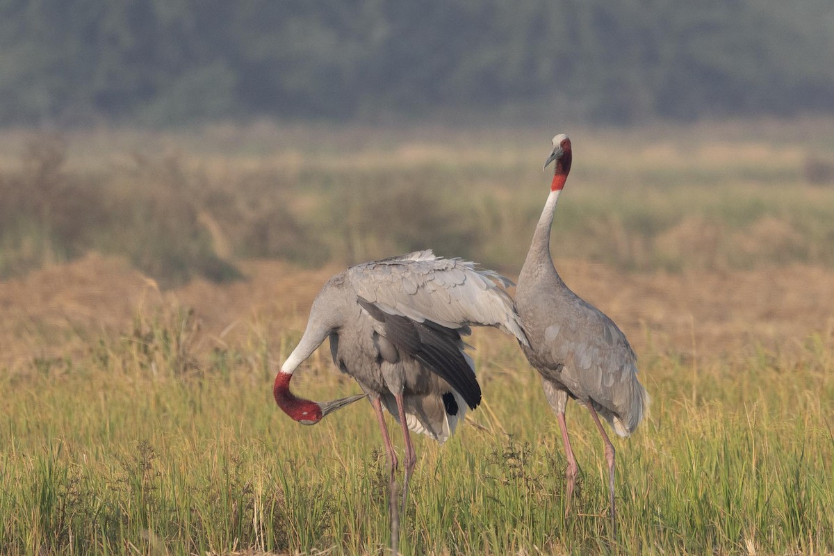 Индийский журавль - ML646804455