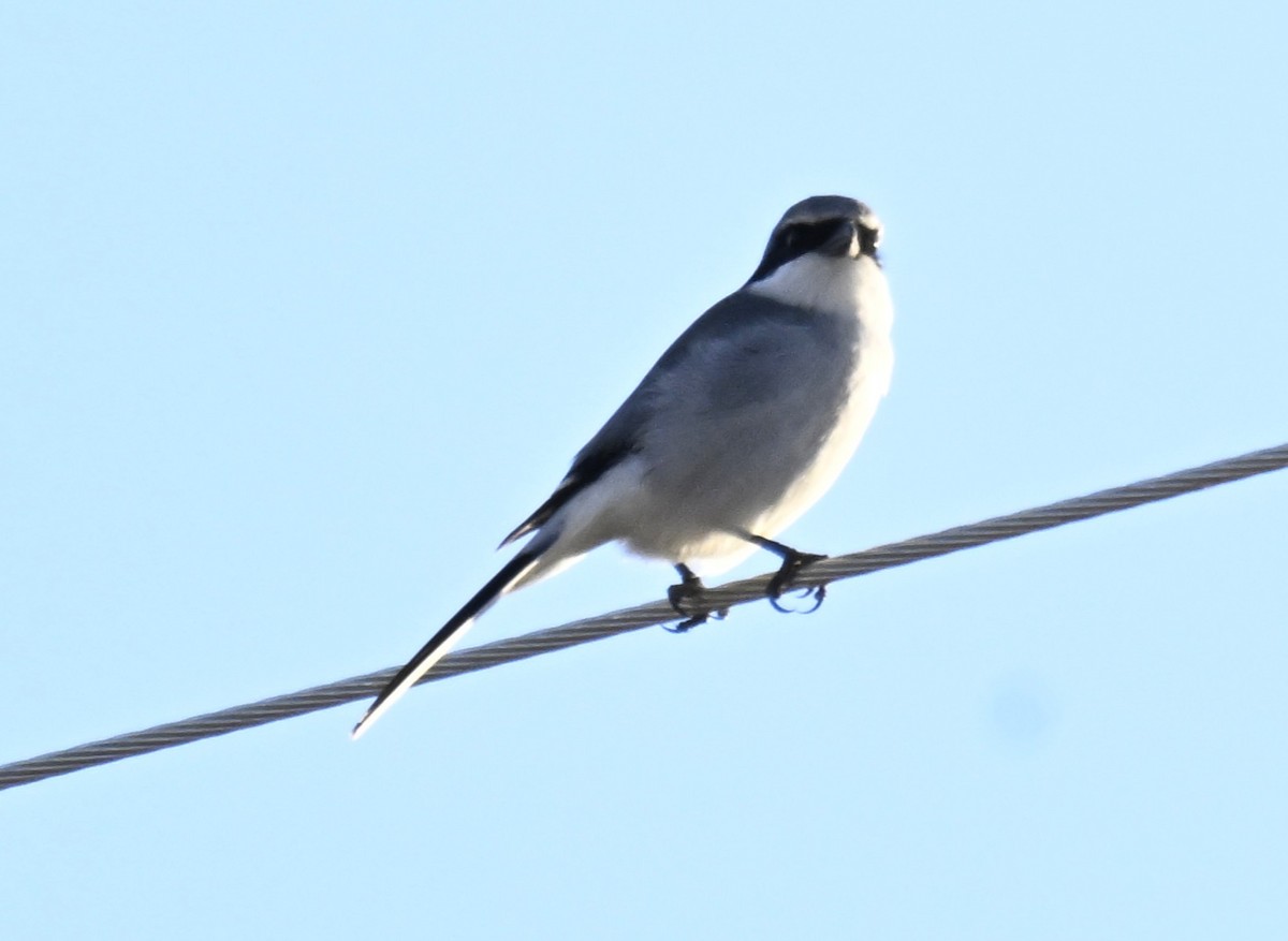 Loggerhead Shrike - ML646804467