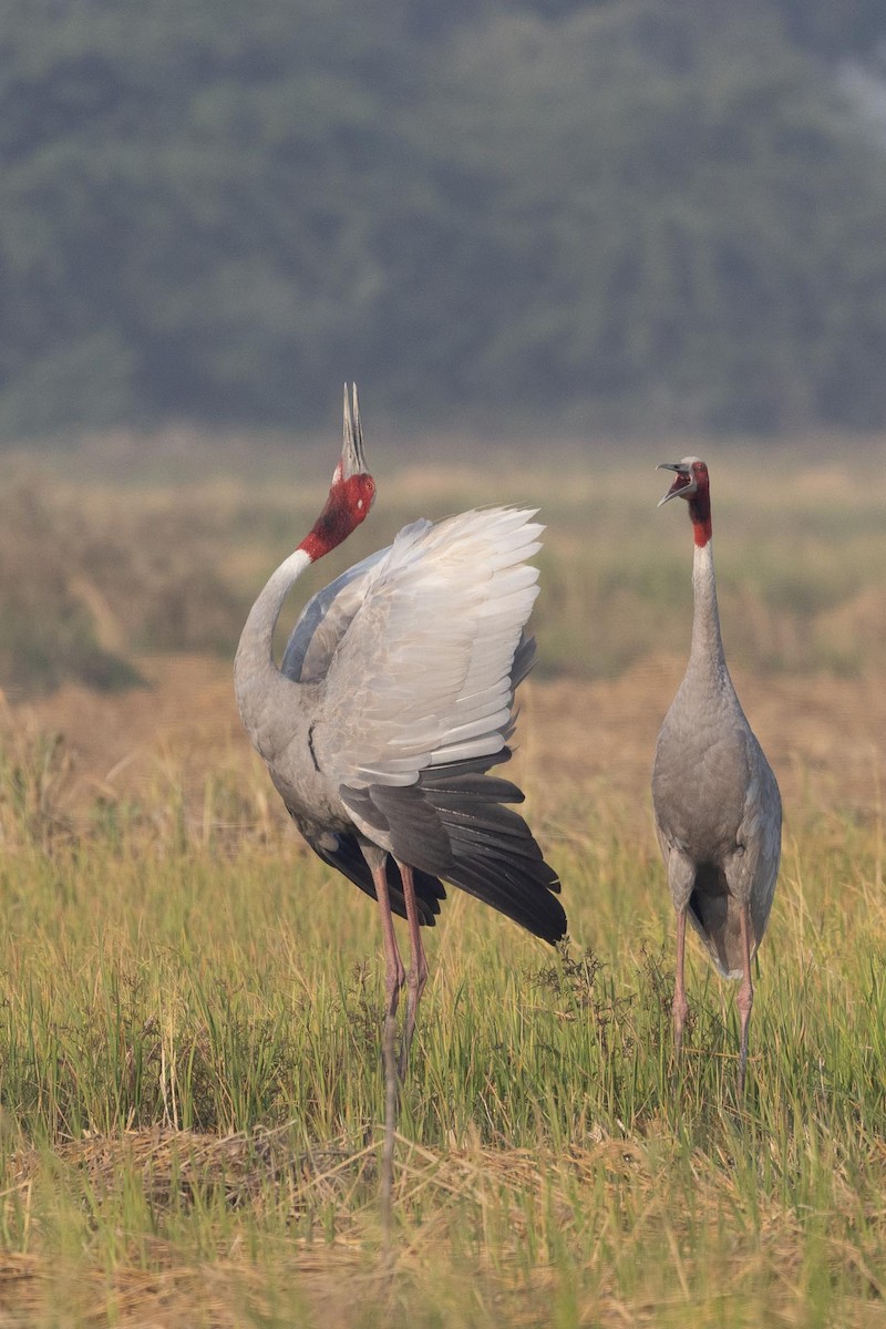 Индийский журавль - ML646804469