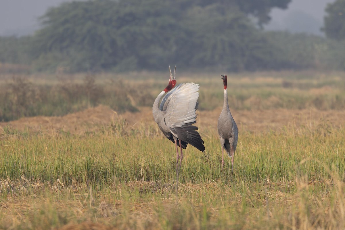 Индийский журавль - ML646804470