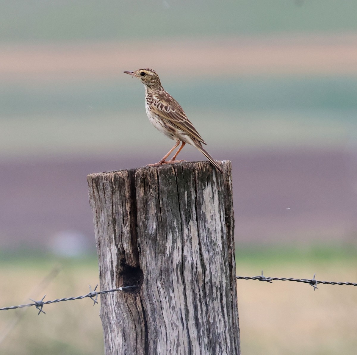 Australian Pipit - ML646804471