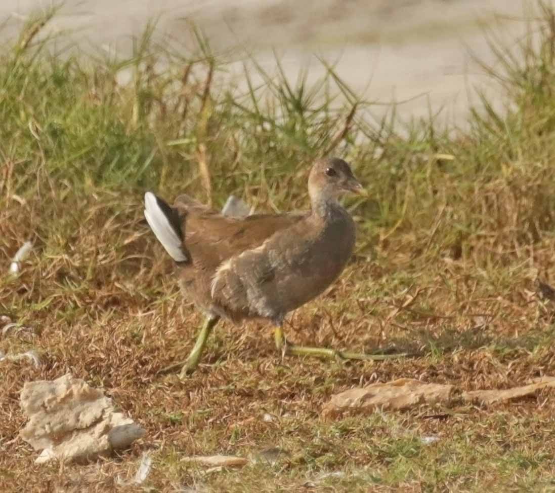 Камышница - ML646804473