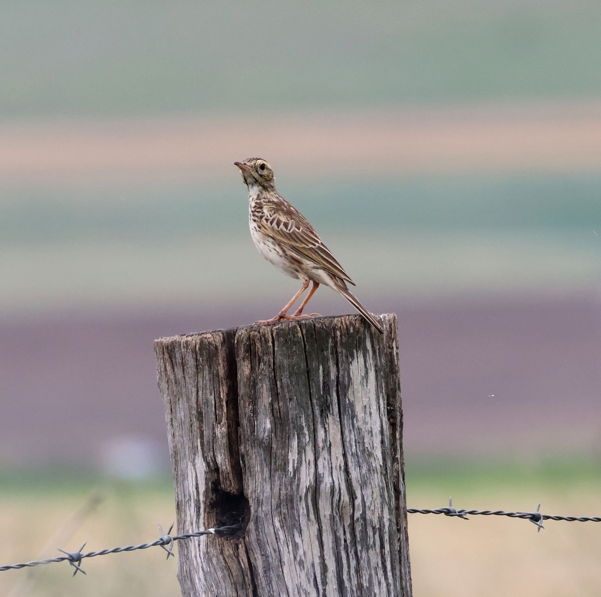 Australian Pipit - ML646804474