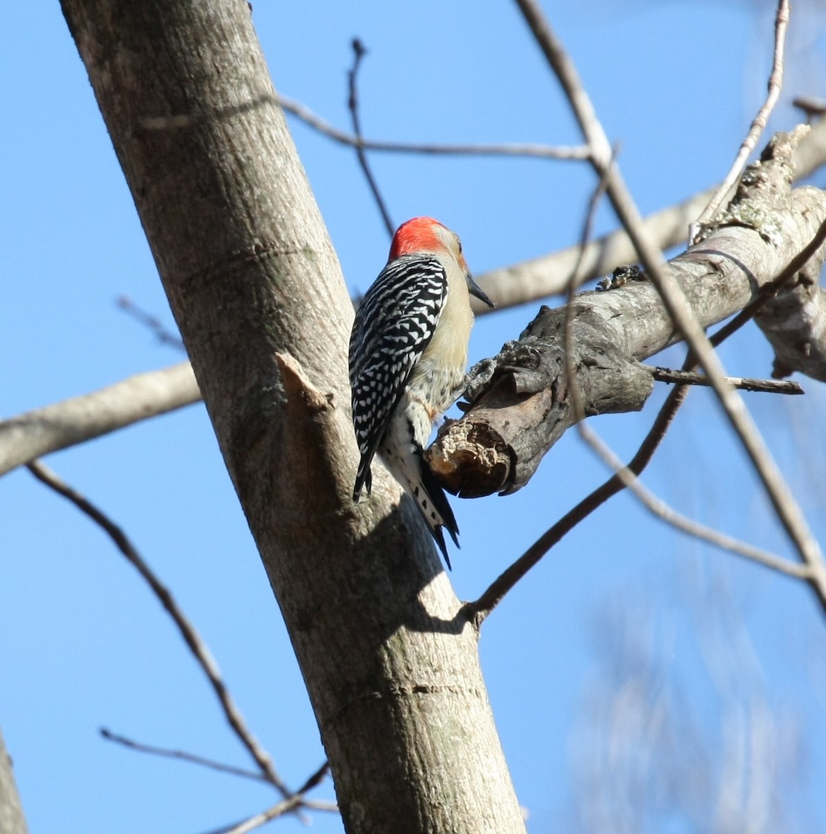 Red-bellied Woodpecker - ML646804475