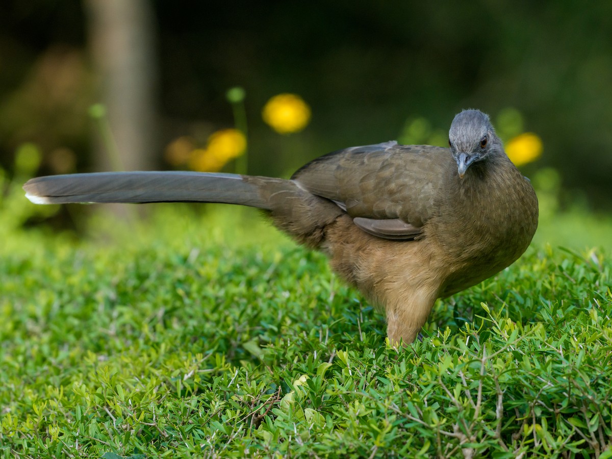 Бурокрылая чачалака - ML646804477