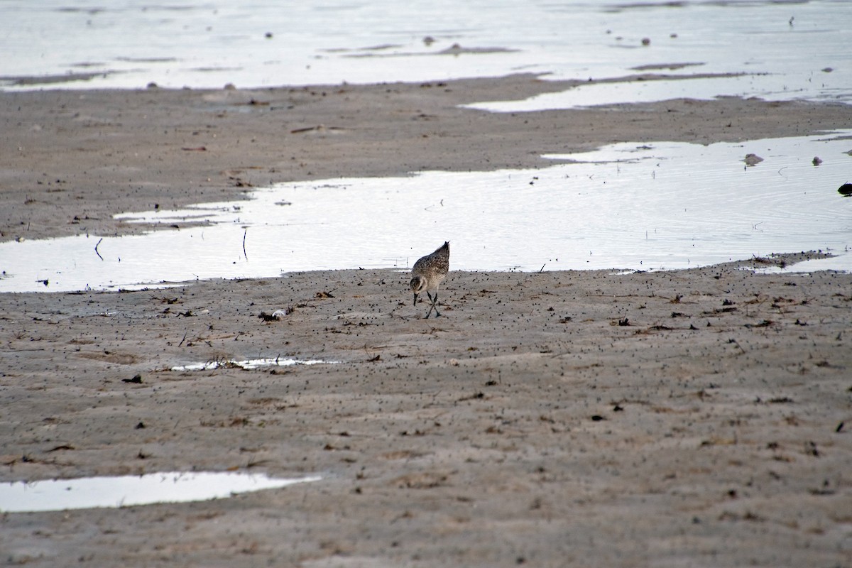 Willet - ML646804478