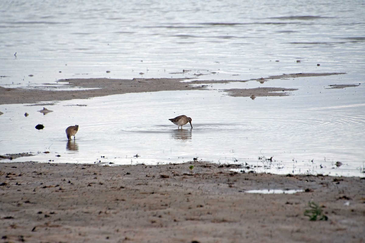 Willet - ML646804479