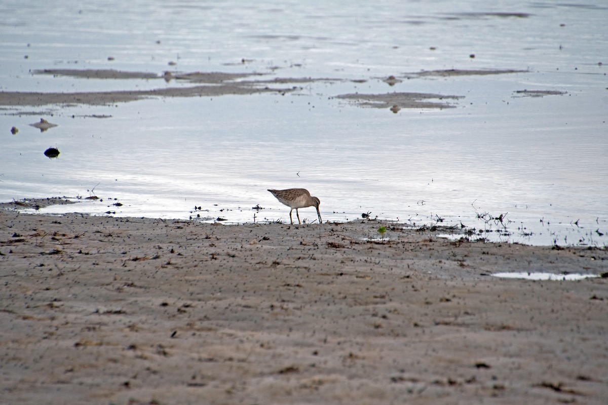 Willet - ML646804480